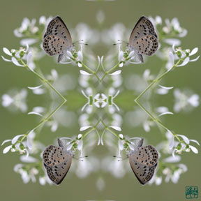 [butterfly furoshiki]