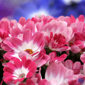 [butterfly furoshiki]