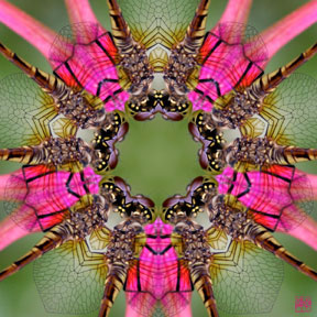 [pink & white flowers furoshiki]